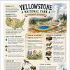 Yellowstone National Park Overview Yellowstone National Park infographic highlighting geography, flora, fauna, and notable landmarks with a map and geysers.