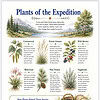 Plants of the Expedition Illustration of expedition plants including Cottonwood, Prairie Grasses, Wild Berries, Bitterroot, Pine Forests, Sagebrush and more with a woven basket.