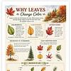 Screenshot Educational infographic about leaves showing their changing colors, types, and identification tips for homeschool learning.
