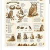 Screenshot Educational poster about owls in autumn, showing owl life cycle, parts of an owl, owl facts, and owl adaptations with illustrations and descriptions.