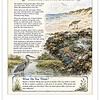 Screenshot Educational poster titled 'Where Land Meets the Sea' featuring seashores, tide pools, and estuaries with illustrations of wildlife and educational content.