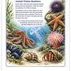 Screenshot Colorful ocean invertebrates including starfish, octopus, jellyfish, and seashells, illustrating marine life without backbones for homeschool science education.