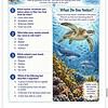 Screenshot Educational marine vertebrate review poster for homeschool learning, featuring ocean animals, sea turtles, dolphins, and marine habitats.