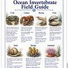 Screenshot Ocean Invertebrate Field Guide featuring crab, lobster, shrimp, clam, snail, sponge, and anemone with descriptions.