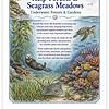 Screenshot Educational poster about coral reefs, kelp forests, and seagrass meadows with underwater animals and plants.