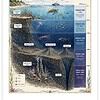 Screenshot Cross-section of the ocean from sunlight to deep sea, showing zones like sunlight, twilight, midnight, abyssal, and trench with marine life and geological features.
