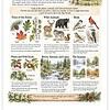 Screenshot Educational poster titled 'Nature Study in the Big Woods' featuring trees, wild animals, birds, plants, lakes, and seasons for homeschooling activities.