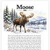 Screenshot Moose standing in a snowy northern forest with evergreen trees and distant mountains, watercolor-style illustration for Homeschool Resource Co.