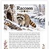 Screenshot Raccoon in a snowy forest scene near a hollow log, with pine cones and frost-covered branches, from Homeschool Resource Co.