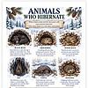 Screenshot Animals Who Hibernate poster showing Black Bear, Groundhog, Woodchuck, Bat, Turtle, Hedgehog in a snowy winter scene.
