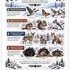 Screenshot Winter Wildlife infographic showing seasonal behaviors of animals: migration, food storage, thicker coats, preparation for winter, and wildlife in a snowy forest scene with birds, mammals, and trees.