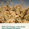 letters-devotion-g1_bible_exodus_joshua-cover-photo Letters & Devotion Grade 1: Bible: Out of Egypt, a First Grade Year in Exodus and Joshua