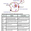 original-11955074-1.jpg Diagram illustrating cellular transport mechanisms involved in homeostasis, including passive and active transport, endocytosis, and exocytosis.