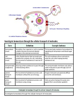 original-11955074-1.jpg Diagram illustrating cellular transport mechanisms involved in homeostasis, including passive and active transport, endocytosis, and exocytosis.