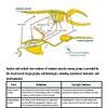 original-11955464-1.jpg Detailed diagram of a baleen whale's anatomy highlighting the head, ribs, and hummerbird, with labels for key features and functions.