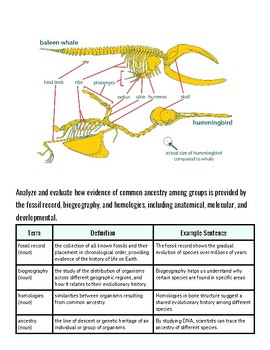 Detailed diagram of a baleen whale's anatomy highlighting the head, ribs, and hummerbird, with labels for key features and functions.