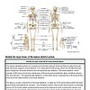 original-12091267-1.jpg Detailed diagram of the human skeletal system highlighting bones and joints for educational purposes.