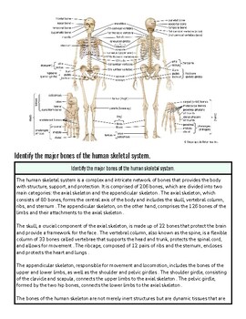 original-12091267-1.jpg Detailed diagram of the human skeletal system highlighting bones and joints for educational purposes.