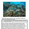 Underwater scene featuring a sea turtle swimming over coral reef with various marine life.