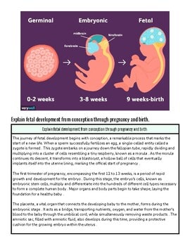 Diagram illustrating fetal development stages from 0 to 9 weeks, including germinal, embryonic, and fetal stages.