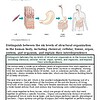 original-12625992-1.jpg Diagram illustrating the six levels of structural organization in the human body, from cells to organism.