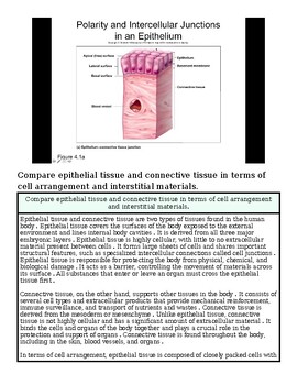 original-12626235-1.jpg Diagram showing epithelial tissue and connective tissue in the epithelium with labeled cell structures.