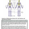 original-12626374-1.jpg Diagram comparing the anterior and posterior views of the human axial skeleton, highlighting key bones and their locations.