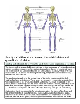 original-12626374-1.jpg Diagram comparing the anterior and posterior views of the human axial skeleton, highlighting key bones and their locations.