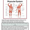 original-12626787-1.jpg Detailed diagram of the human muscular system showing major muscle groups in front and back views.
