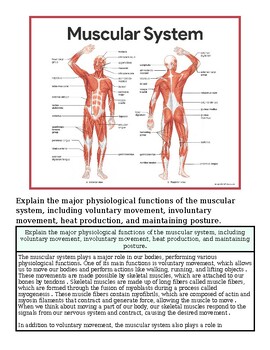 Detailed diagram of the human muscular system showing major muscle groups in front and back views.