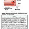 original-12626976-1.jpg Microscopic Anatomy of a Muscle Fiber | Daily Lesson | Anatomy