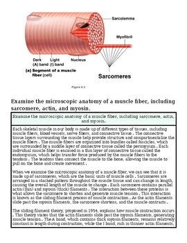 original-12626976-1.jpg Microscopic Anatomy of a Muscle Fiber | Daily Lesson | Anatomy