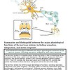 original-12627147-1.jpg Diagram of a neuron showing its parts, including dendrites, axon, and synapse, illustrating nerve cell functions for educational purposes.