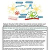 original-12627374-1.jpg Diagram of glial cells including astrocytes, oligodendrocytes, microglia, and Schwann cells, highlighting their roles in the nervous system.