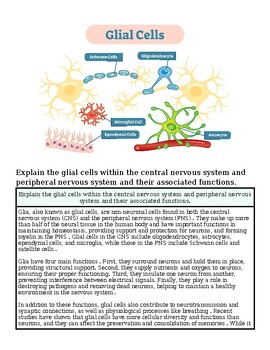 Diagram of glial cells including astrocytes, oligodendrocytes, microglia, and Schwann cells, highlighting their roles in the nervous system.
