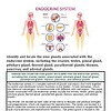 original-12627792-1.jpg Endocrine system diagram showing glands and their functions for homeschool science education.