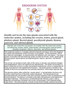 Endocrine system diagram showing glands and their functions for homeschool science education.