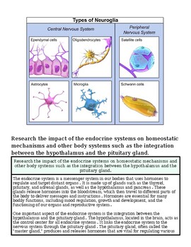 Diagram of neuroglia types in central and peripheral nervous systems, including ependymal cells, oligodendrocytes, satellite cells, Schwann cells, astrocytes, microglia, and a neuron.