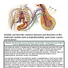 original-12632142-1.jpg Diagram illustrating common diseases and disorders of the endocrine system, including symptoms and affected organs.