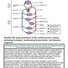 original-12632717-1.jpg Diagram of the human cardiovascular system showing major functions like transport, maintaining homeostasis, immune response, and blood flow.