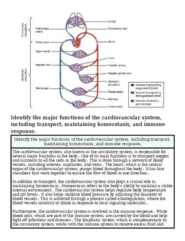 Diagram of the human cardiovascular system showing major functions like transport, maintaining homeostasis, immune response, and blood flow.