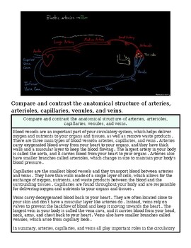 Diagram comparing the anatomical structure of arteries, arterioles, capillaries, venules, and veins in the circulatory system.