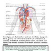 original-12633601-1.jpg Detailed diagram of the human circulatory system showing heart, blood vessels, and major organs for educational purposes.