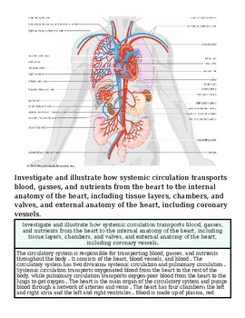 original-12633601-1.jpg Detailed diagram of the human circulatory system showing heart, blood vessels, and major organs for educational purposes.