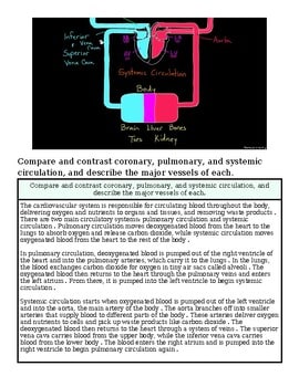 original-12638915-1.jpg Diagram comparing coronary, pulmonary, and systemic circulation with labeled heart chambers and blood vessels.