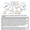 Diagram illustrating the role of antigens and antibodies in the immune response, showing how they interact to identify and neutralize pathogens.