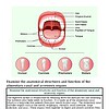 original-12649792-1.jpg Detailed diagram of human oral cavity showing teeth, tongue, and related structures for educational purposes.