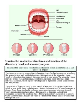 Detailed diagram of human oral cavity showing teeth, tongue, and related structures for educational purposes.