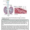 original-12651040-1.jpg Detailed diagram comparing upper and lower respiratory tract functions, showing anatomy and histology of respiratory tissues.