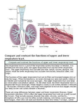 original-12651040-1.jpg Detailed diagram comparing upper and lower respiratory tract functions, showing anatomy and histology of respiratory tissues.